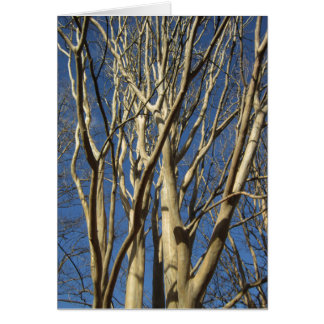 Crape Myrtle In Winter