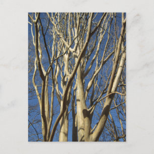 Crape Myrtle In Winter Postcard