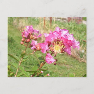 Crape Myrtle Postcard