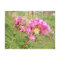 Crape Myrtle Postcard