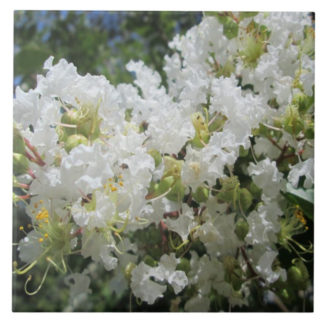 Crape Myrtle Tree Close Ceramic Tile (Front)
