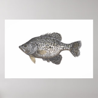 Crappie Poster