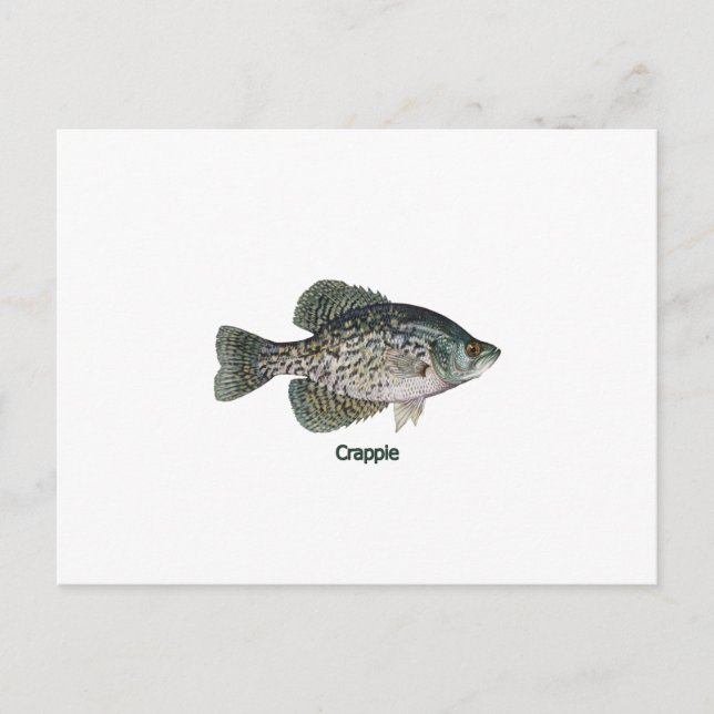 Crappie (titled) postcard (Front)