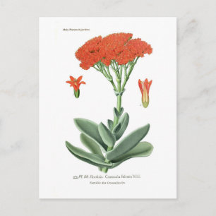 Crassula falcata postcard