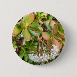 Crassula ovata Badge