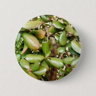 Crassula ovata Badge