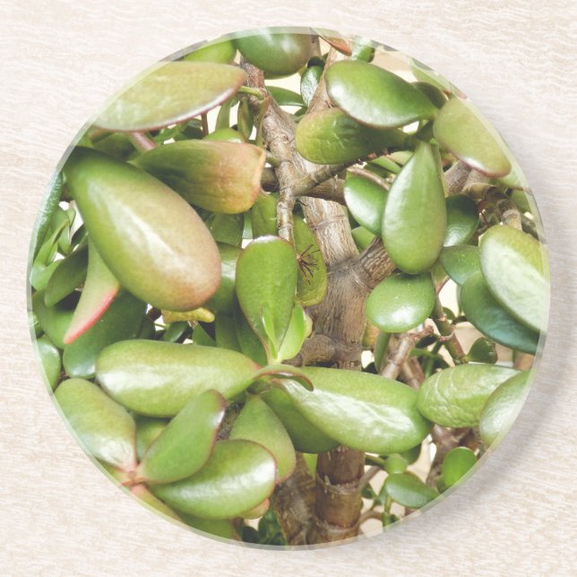 Crassula ovata coaster (Front)