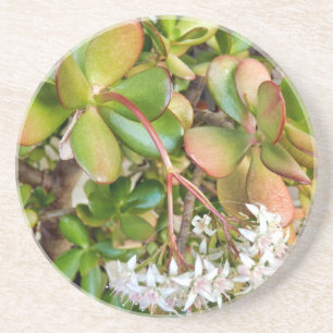 Crassula ovata coaster