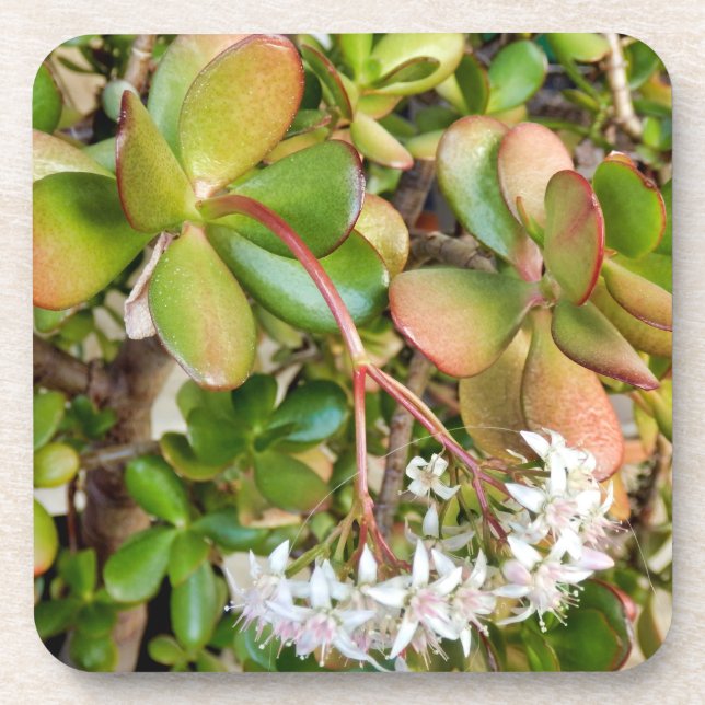 Crassula ovata coaster (Front)