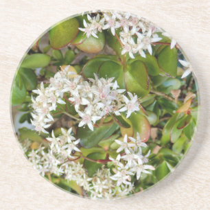 Crassula ovata coaster