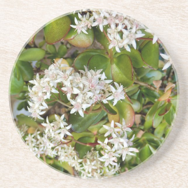 Crassula ovata coaster (Front)