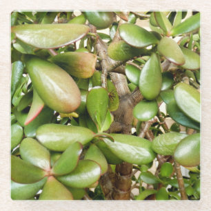 Crassula ovata glass coaster