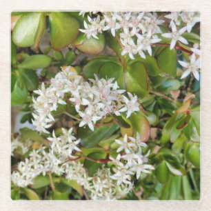 Crassula ovata glass coaster