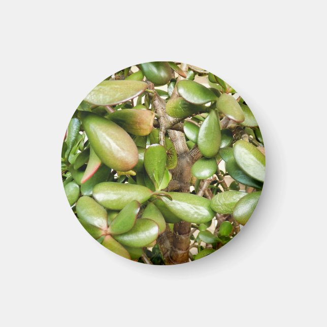 Crassula ovata magnet (Front)