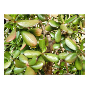 Crassula ovata photo print