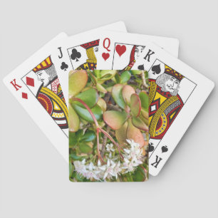 Crassula ovata playing cards