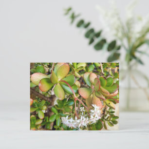 Crassula ovata postcard