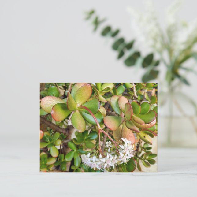 Crassula ovata postcard (Standing Front)