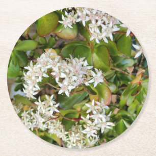 Crassula ovata round paper coaster