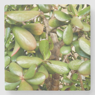 Crassula ovata stone coaster