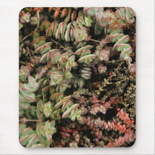 Crassula perforata mouse pad