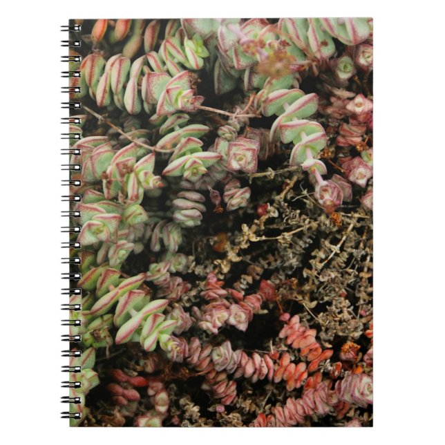 Crassula perforata notebook (Front)