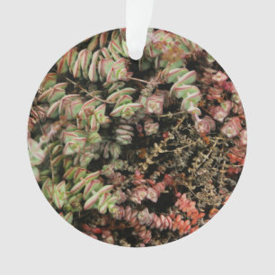 Crassula perforata ornament