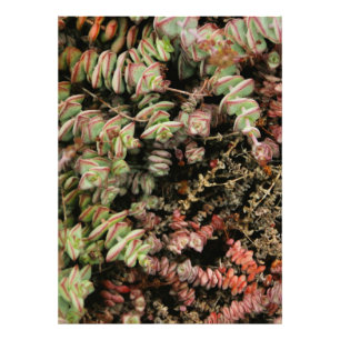Crassula perforata photo print