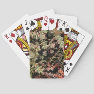 Crassula perforata playing cards