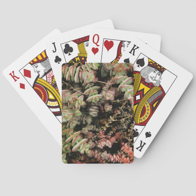 Crassula perforata playing cards (Back)