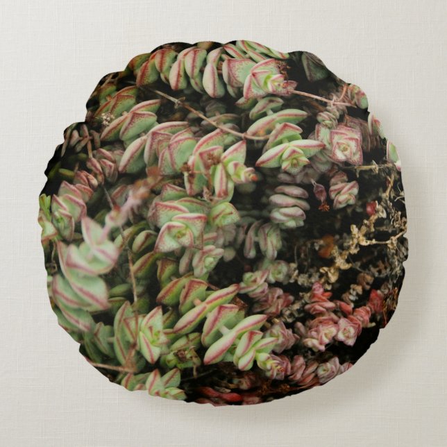 Crassula perforata round cushion (Front)
