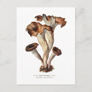 Craterellus cornucopioides postcard