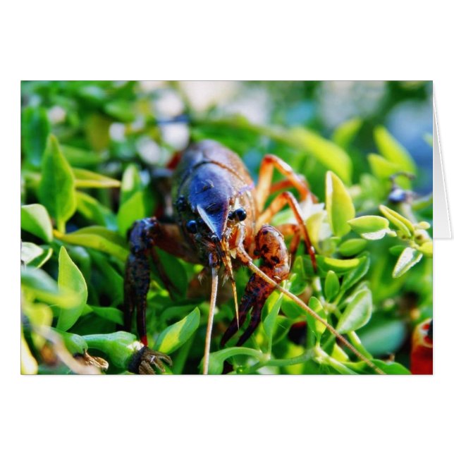 Crawfish Crawdads Crayfish (Front Horizontal)
