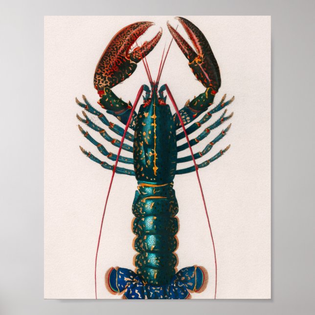 Crawfish vintage illustrated poster (Front)
