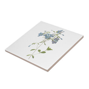 crawling phlox(Phlox reptans) by Redouté Ceramic Tile