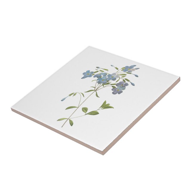 crawling phlox(Phlox reptans) by Redouté Ceramic Tile (Side)