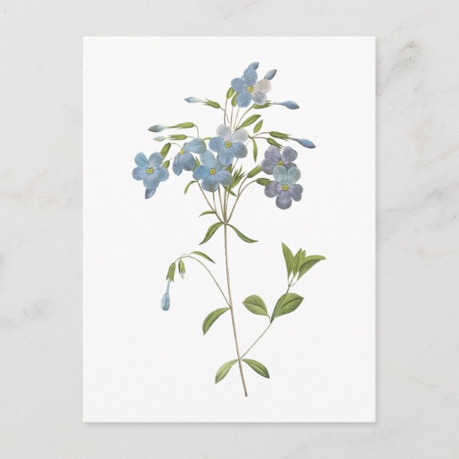 crawling phlox(Phlox reptans) by Redouté Postcard (Front)