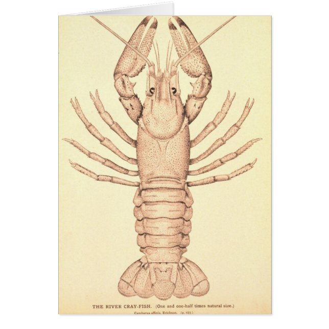 Crayfish (Front)