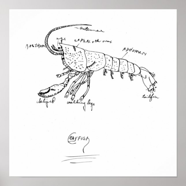 crayfish anatomy class 1925 poster (Front)