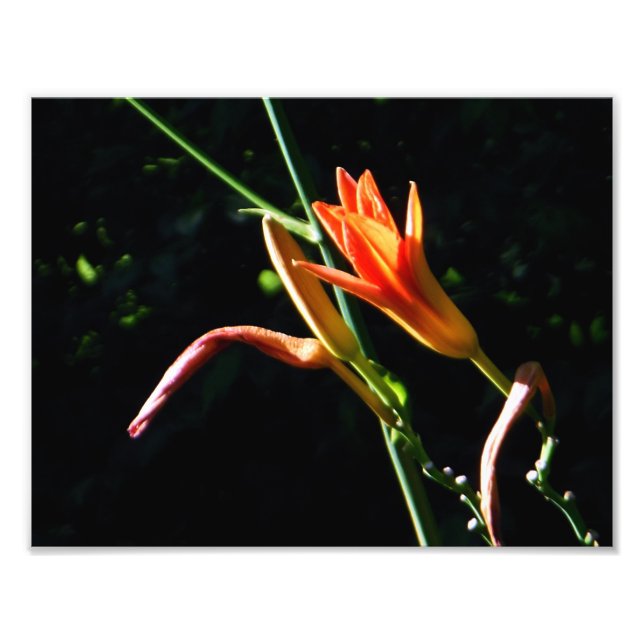 Crayola Daylilies Photo Print (Front)