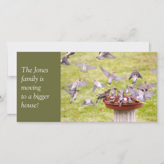 Crazed Flock of Cedar Waxwings Announcement (Front)