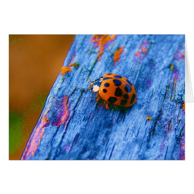 Crazy Colour Bug (Front Horizontal)