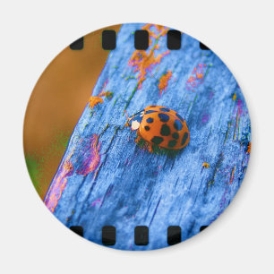 Crazy Colour Bug Magnet