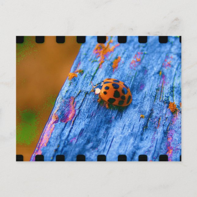 Crazy Colour Bug Postcard (Front)