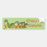Crazy for Conures!