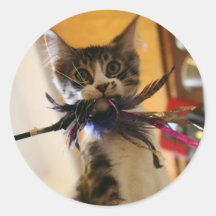 Crazy for the feather