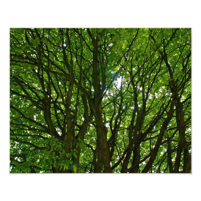 Crazy Green Tree Photo Print (Front)