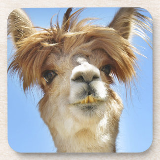 Crazy Hair Alpaca Coaster