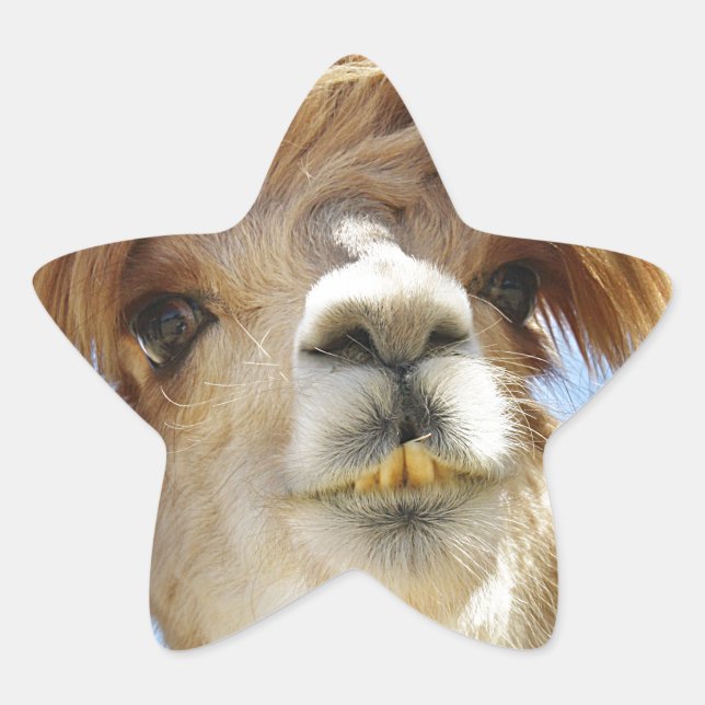Crazy Hair Alpaca Star Sticker (Front)