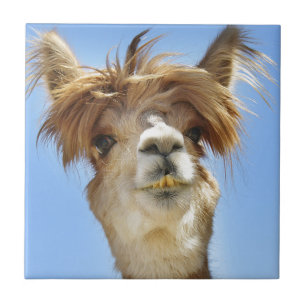 Crazy Hair Alpaca Tile